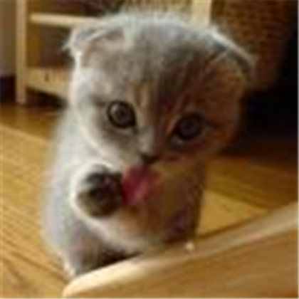 Cute Kitten Roblox decal