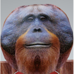ape closet