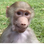 Monkey on topp