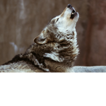 Carnesgirl40000's Wolf Love Group