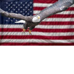 the bald eagle