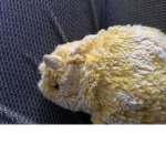 Baby chicken club inc.