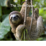 The Sloth Squad!