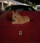 ッ Ferrari Style ッ