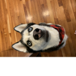 Dog group for people who likes dogs