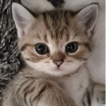 Catsreverything