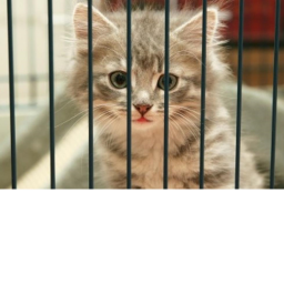 save the cat obby