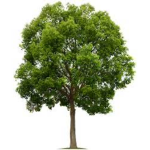 plant_cult