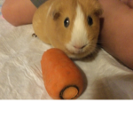Petgroup for any animals