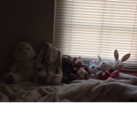 BUNNYS ARE SOOO CUTE AND CHARMING