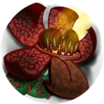 Rafflesialalal