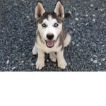 Huskeys are cute