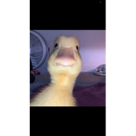 Heyyy idk what to put here