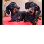 LOVE Sausage dogs
