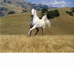 Ranch Workers