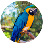 Parrot on YouTube