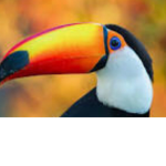 Toucan clung