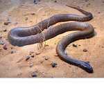 TheSnakkySnakessssss