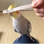Fat Birbs :v