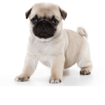 Pug boys/ girls
