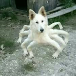 Dog aranha
