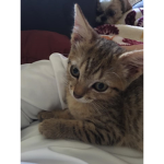 kittens and her friend