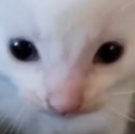 _Kyani.
