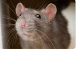 Tortilla ratz