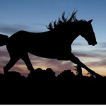 Windy Acres Horse Racing
