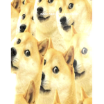 Doges zone