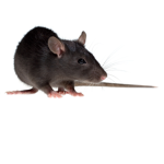 Like an rat squad