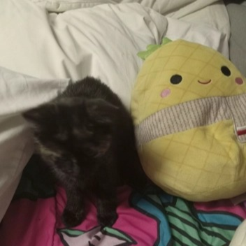 zzz