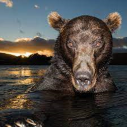 Horror Bear