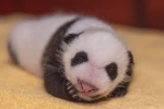 The panda group! yay!
