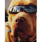 Cool dogs with fat bellys