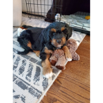 Dog season