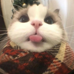 TR CAT's