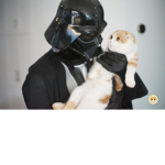 Adopt-A-Kitten TODAY!