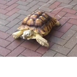 Official turtle group :D's Turtle runnn!!