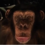 Land of the Apes