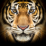 CaptainTiger