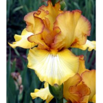 -{Iris~Clan}-