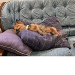 ~yorkie luvs~