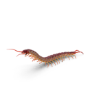 .Parasite