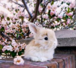 Bunny angels!