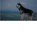 Team husky’s forever