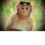 Mankey Monkey Green Beans
