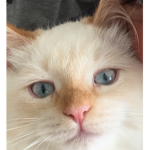 Bailey Da Cat