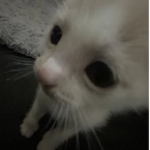 pwince