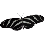 Zebra Longwing Butterfly (face)